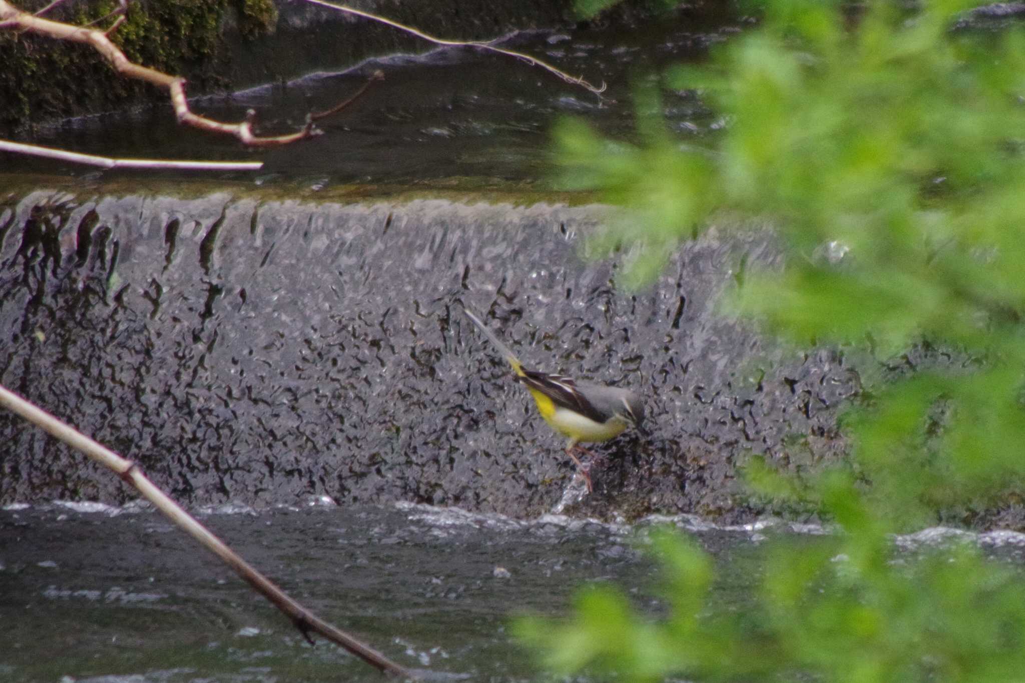 Photo of Grey Wagtail at 福井緑地(札幌市西区) by 98_Ark (98ｱｰｸ)