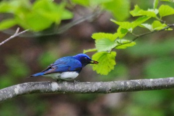 Blue-and-white Flycatcher 福井緑地(札幌市西区) Thu, 5/13/2021