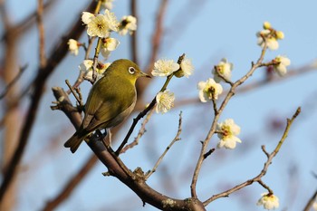 Warbling White-eye 須磨離宮公園 Sat, 2/20/2021