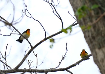 キビタキ 支笏湖野鳥の森 2021年5月13日(木)