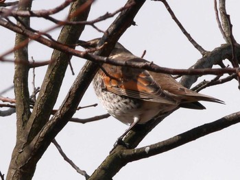 2017年2月4日(土) 大沼(宮城県仙台市)の野鳥観察記録