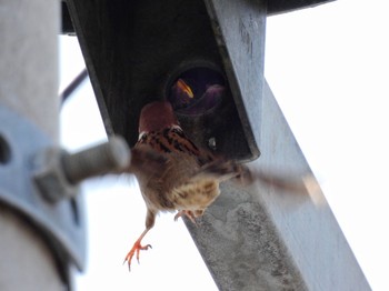 2021年5月8日(土) 東京都の野鳥観察記録