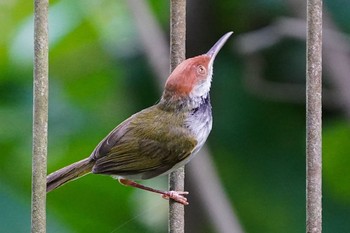 ノドグロサイホウチョウ シンガポール植物園 2021年5月13日(木)