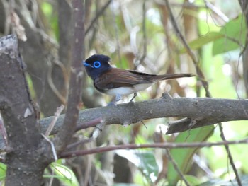 リュウキュウサンコウチョウ 与論 2021年5月13日(木)