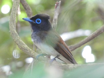 リュウキュウサンコウチョウ 与論 2021年5月13日(木)