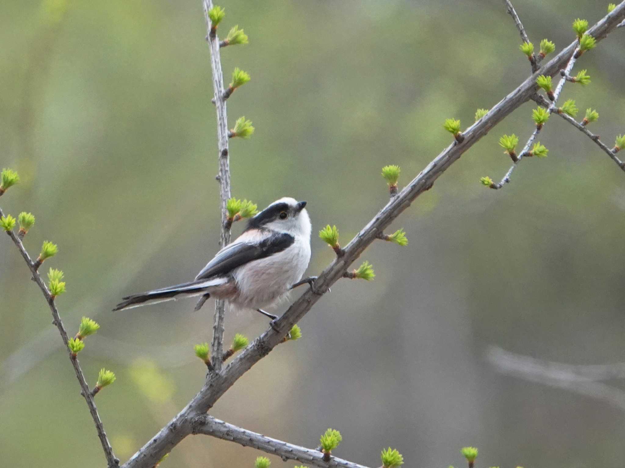 Photo of Long-tailed Tit at 奥日光 by dalidalida