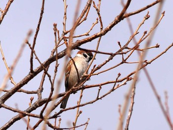 Eurasian Tree Sparrow 大沼(宮城県仙台市) Sat, 2/4/2017