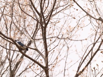 コルリ 平岡公園(札幌市) 2021年5月8日(土)