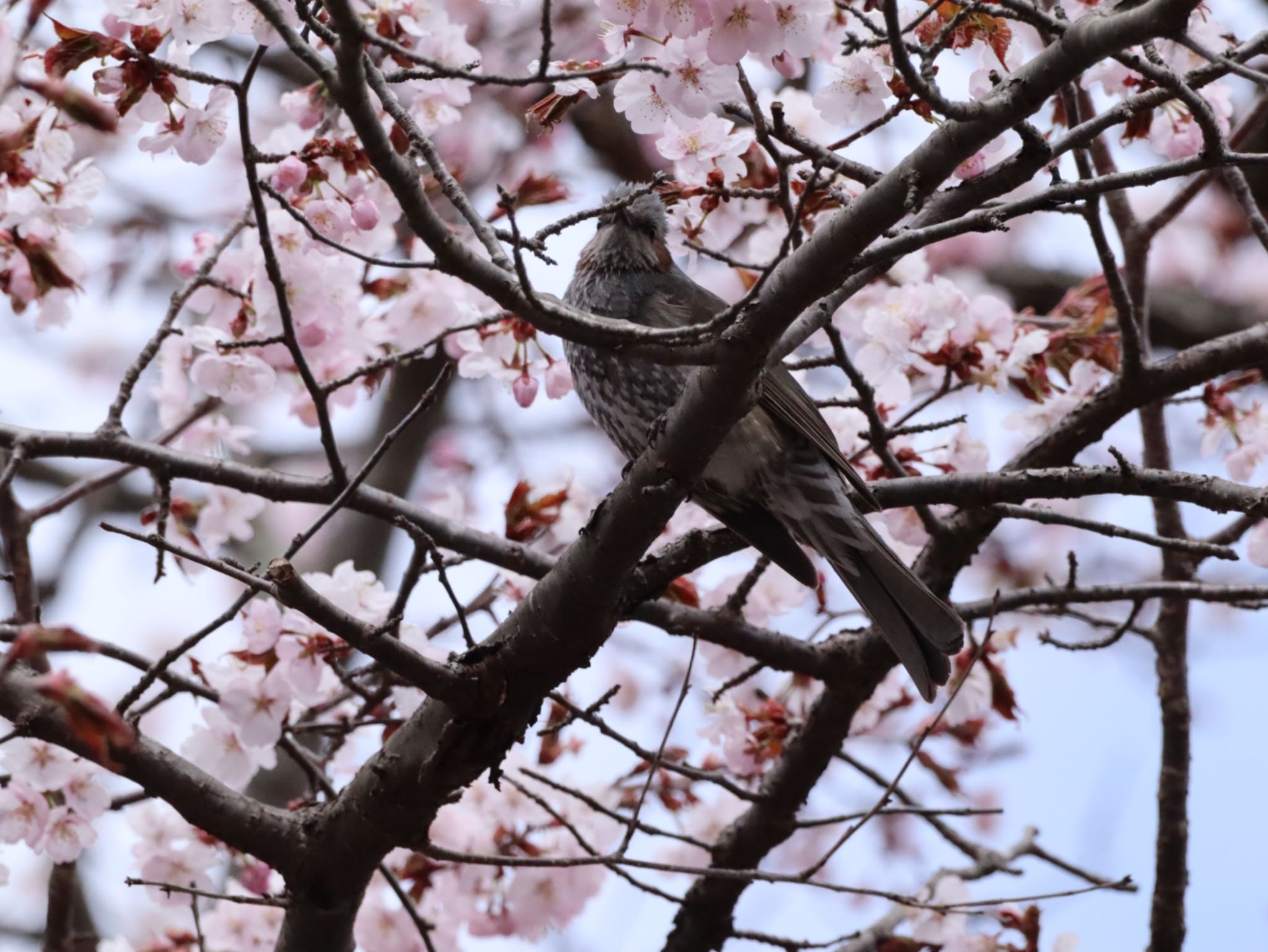 青葉公園(千歳市) ヒヨドリの写真