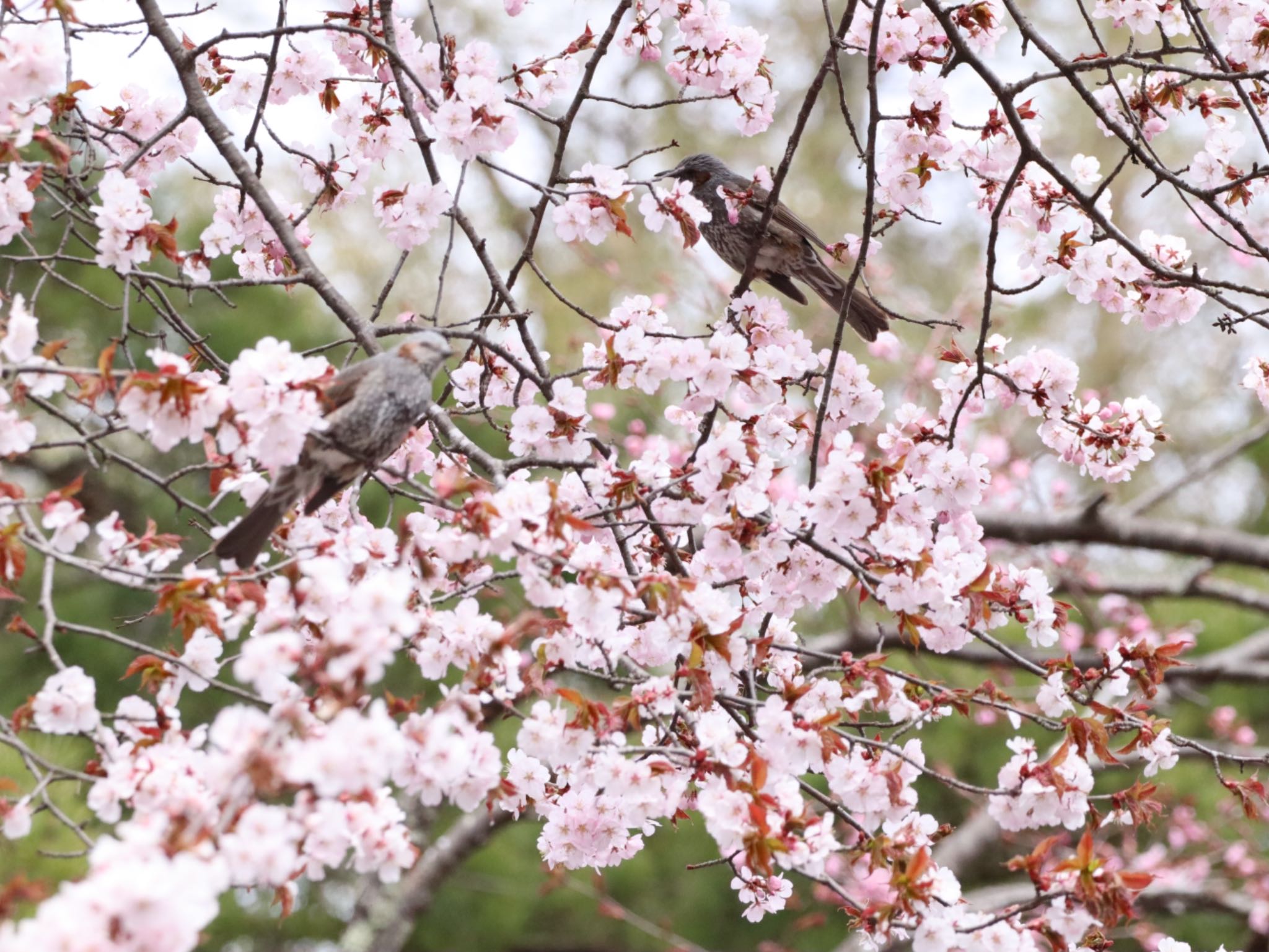 青葉公園(千歳市) ヒヨドリの写真