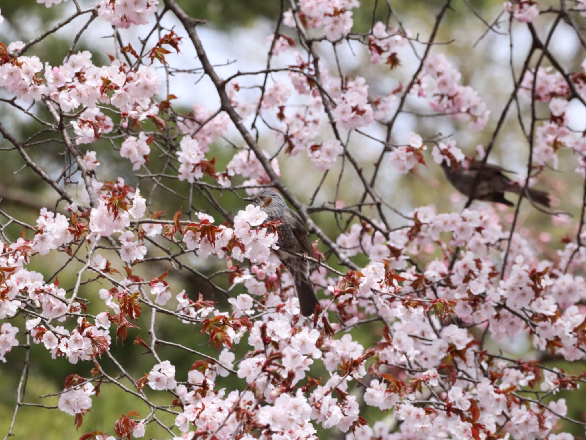 青葉公園(千歳市) ヒヨドリの写真