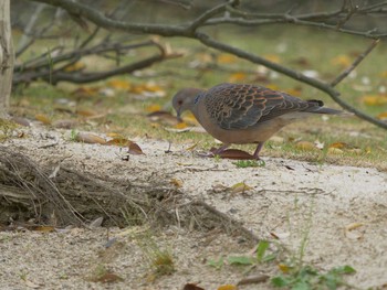 Oriental Turtle Dove 宍道ふるさと森林公園 Thu, 5/13/2021