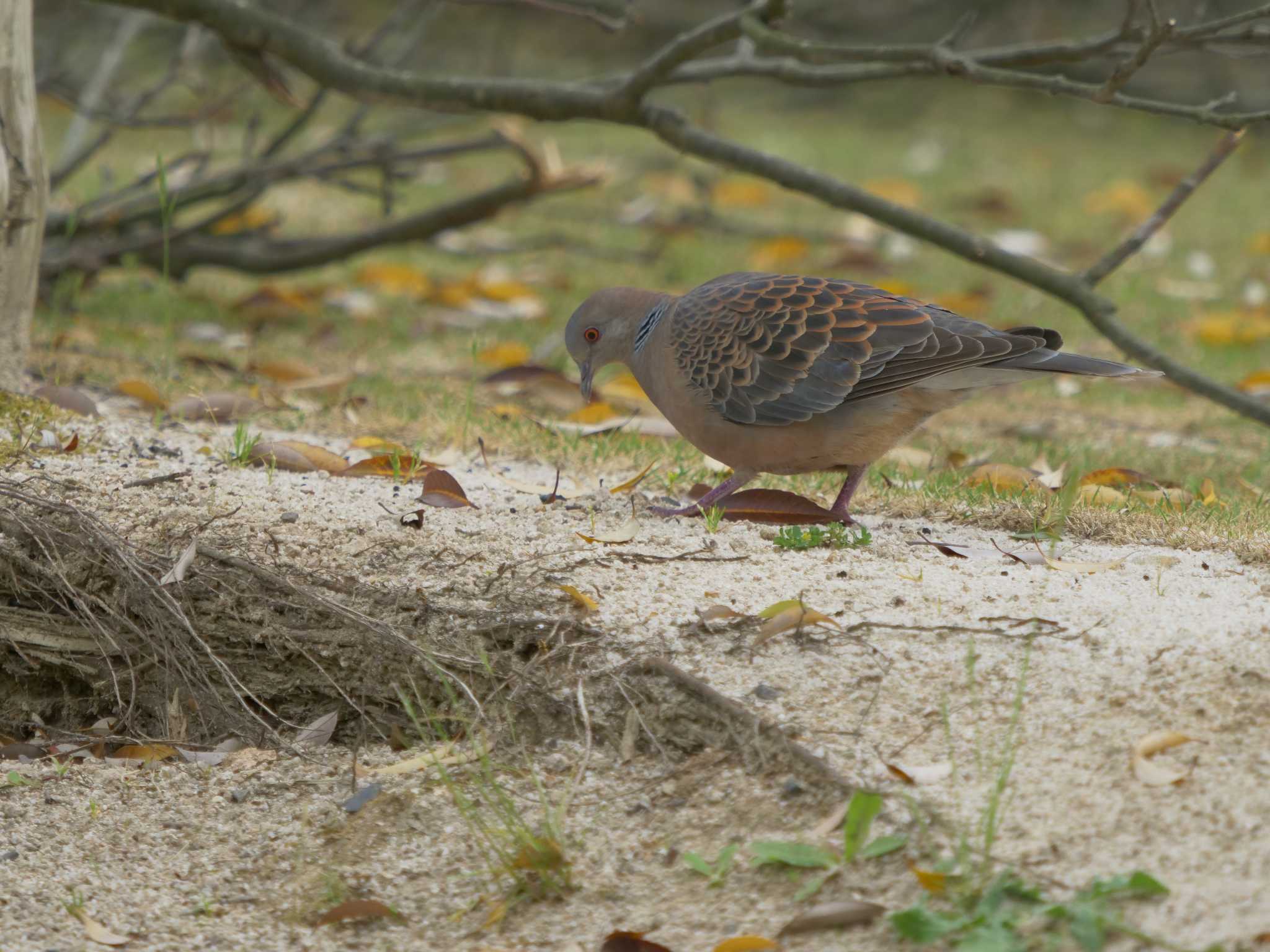 Photo of Oriental Turtle Dove at 宍道ふるさと森林公園 by ひらも