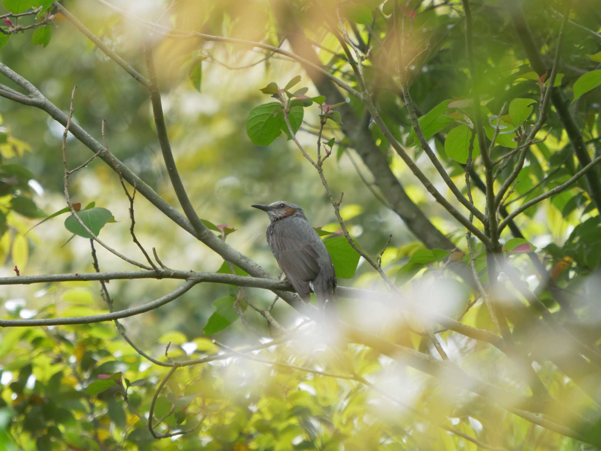 Photo of Brown-eared Bulbul at 宍道ふるさと森林公園 by ひらも