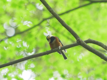 Varied Tit 宍道ふるさと森林公園 Thu, 5/13/2021