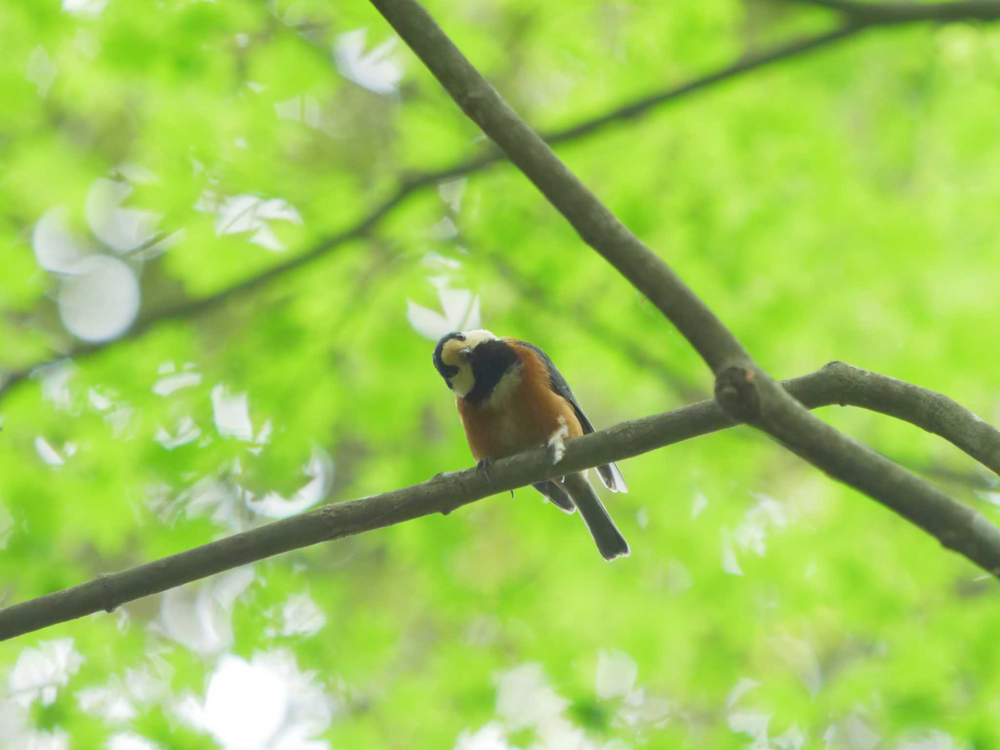 Photo of Varied Tit at 宍道ふるさと森林公園 by ひらも