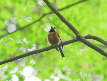 Varied Tit 宍道ふるさと森林公園 Thu, 5/13/2021