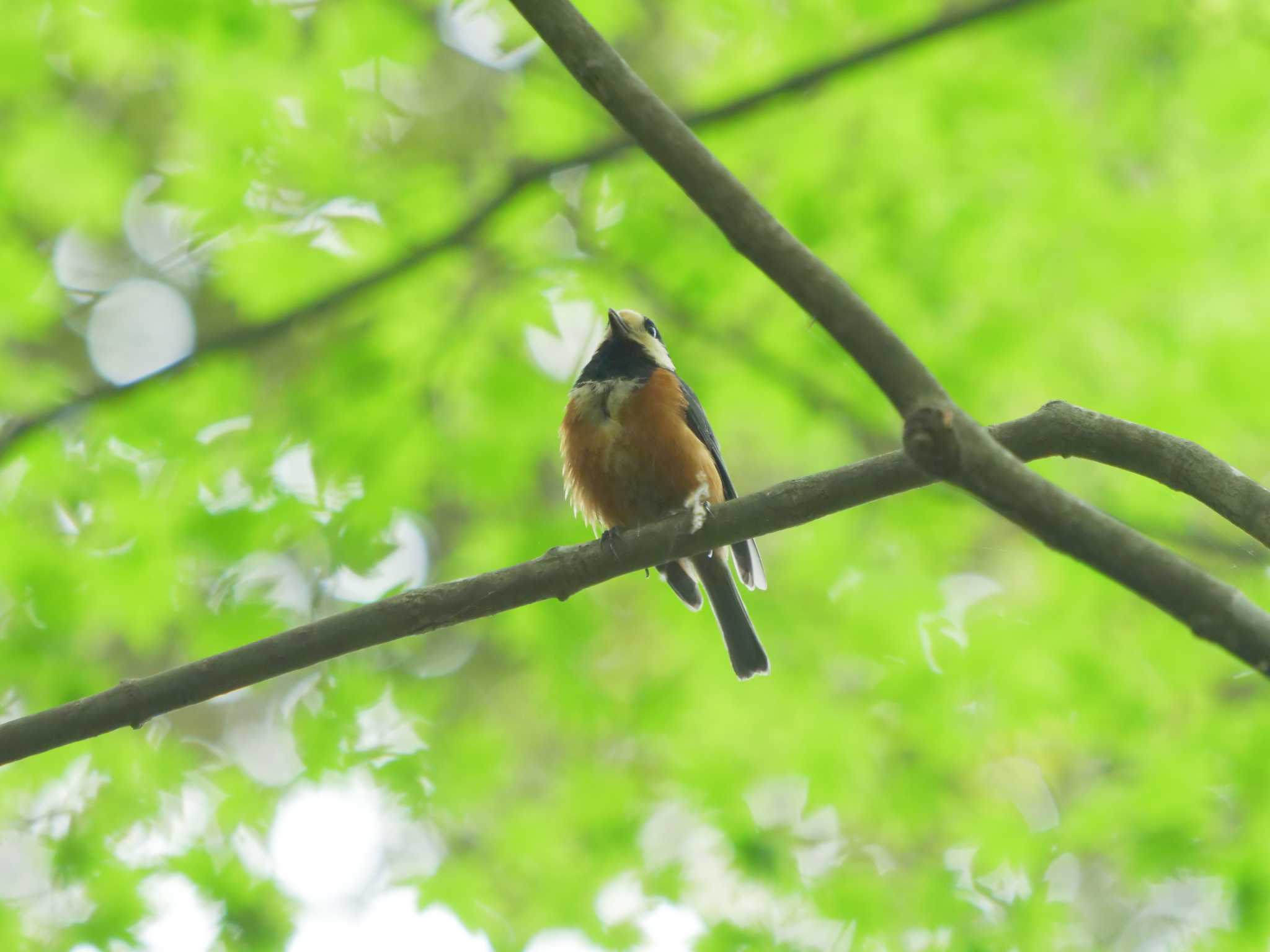 Photo of Varied Tit at 宍道ふるさと森林公園 by ひらも