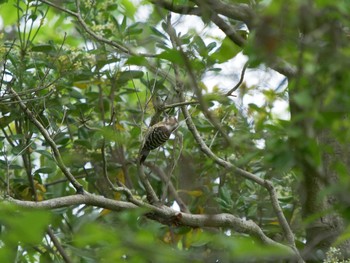 Japanese Pygmy Woodpecker Shinjiko Green Park Thu, 5/13/2021