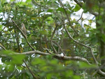 Thu, 5/13/2021 Birding report at Shinjiko Green Park