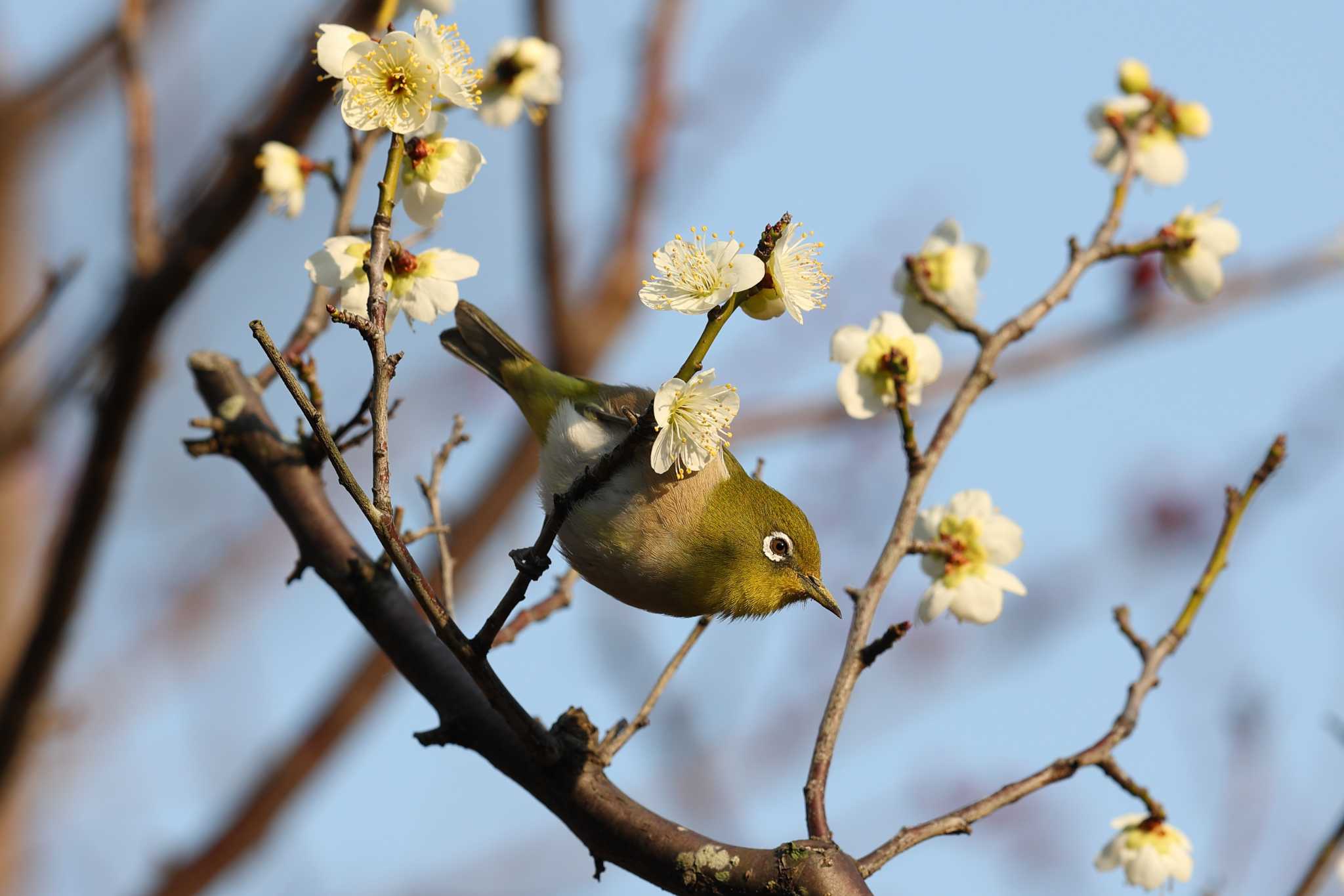 須磨離宮公園のメジロ