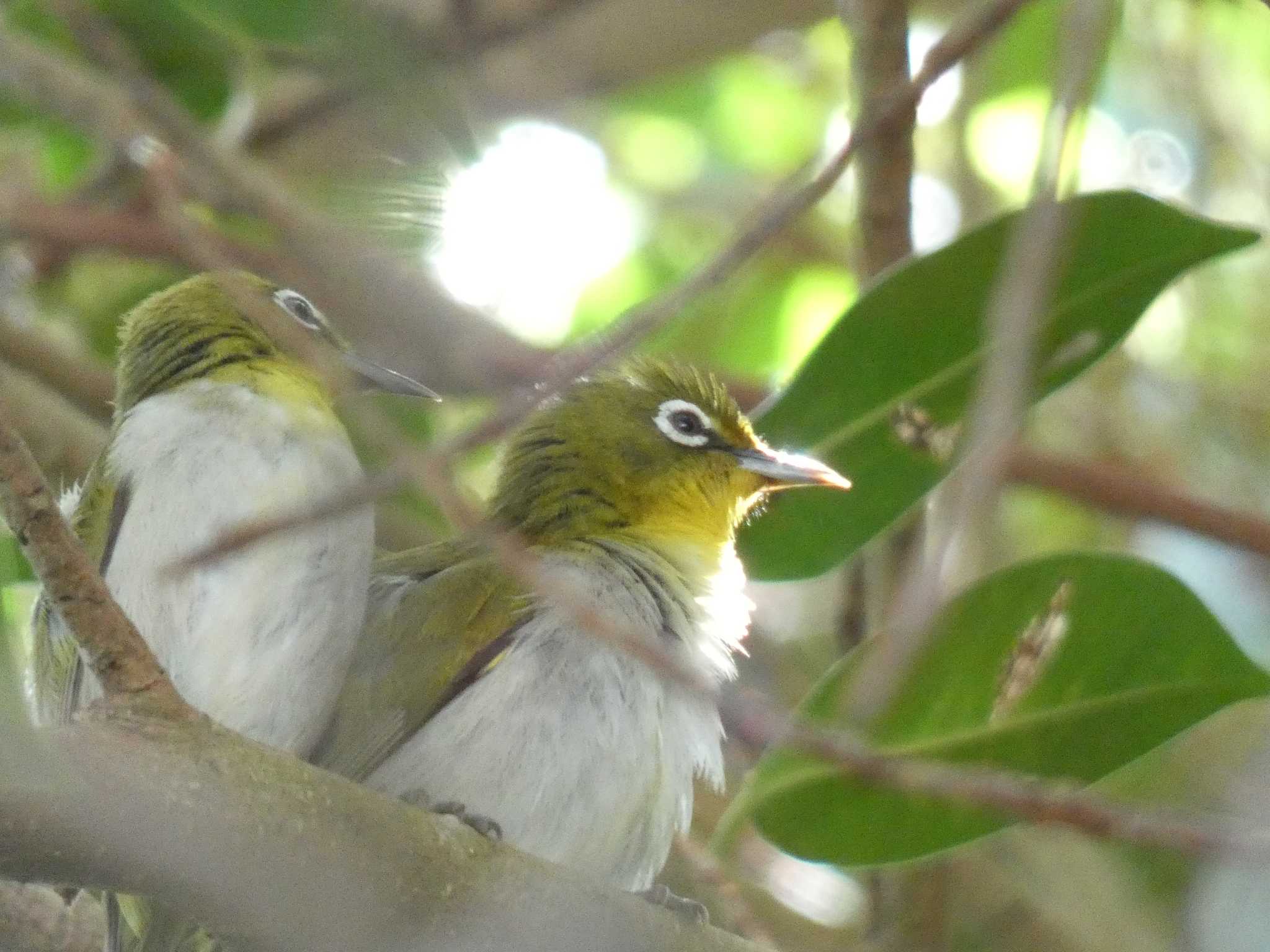 与論 リュウキュウメジロの写真