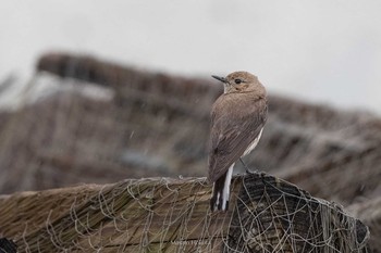 Pied Wheatear Tobishima Island Wed, 5/5/2021