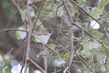 Pale-legged Leaf Warbler Tobishima Island Wed, 5/5/2021