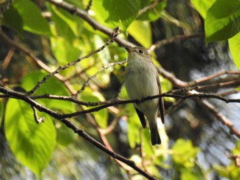 コサメビタキ 鳥屋野潟 2021年5月4日(火)