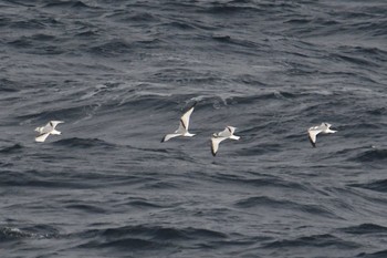 Black-legged Kittiwake 大洗-苫小牧航路 Sun, 3/28/2021