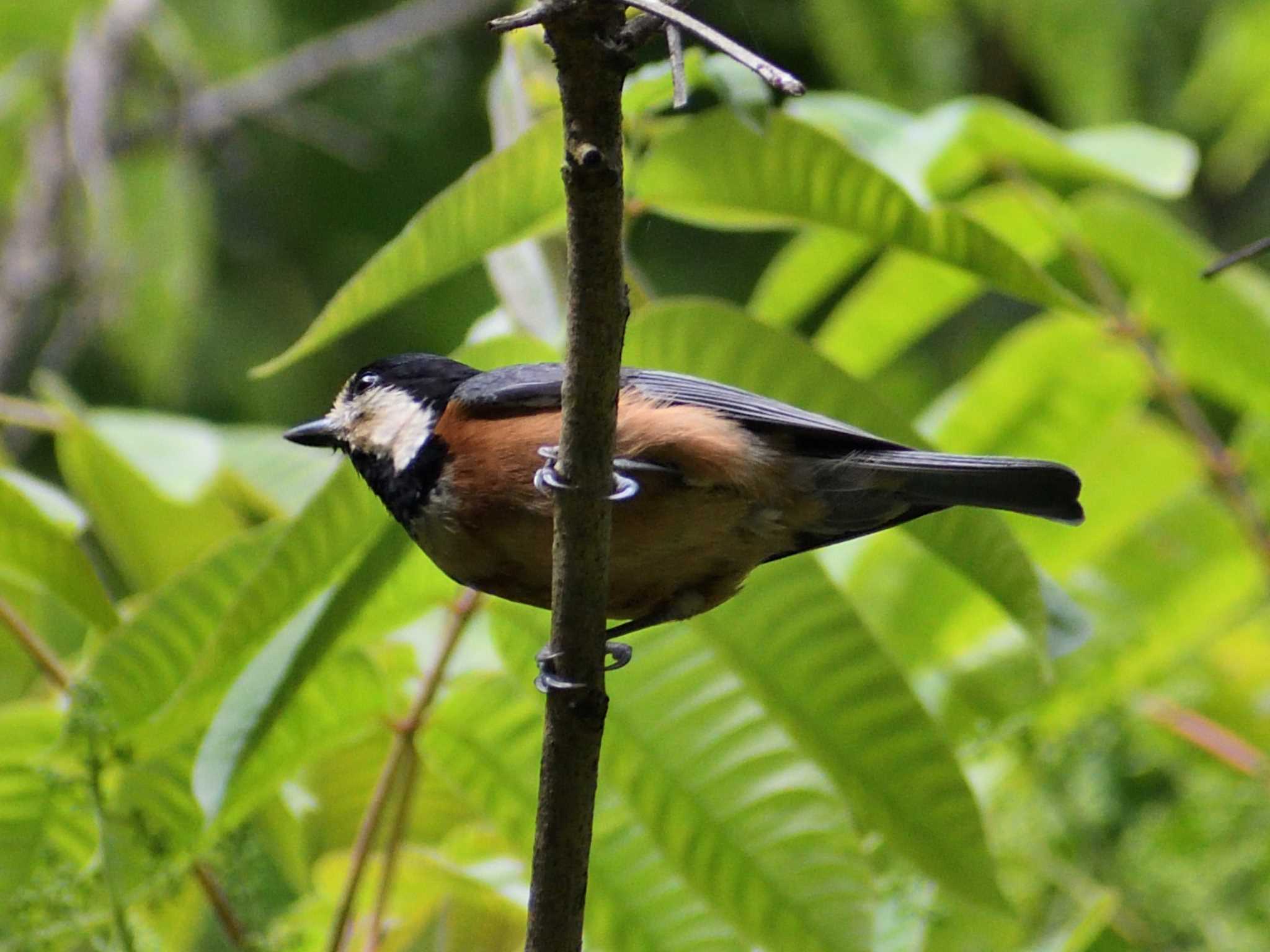 Varied Tit