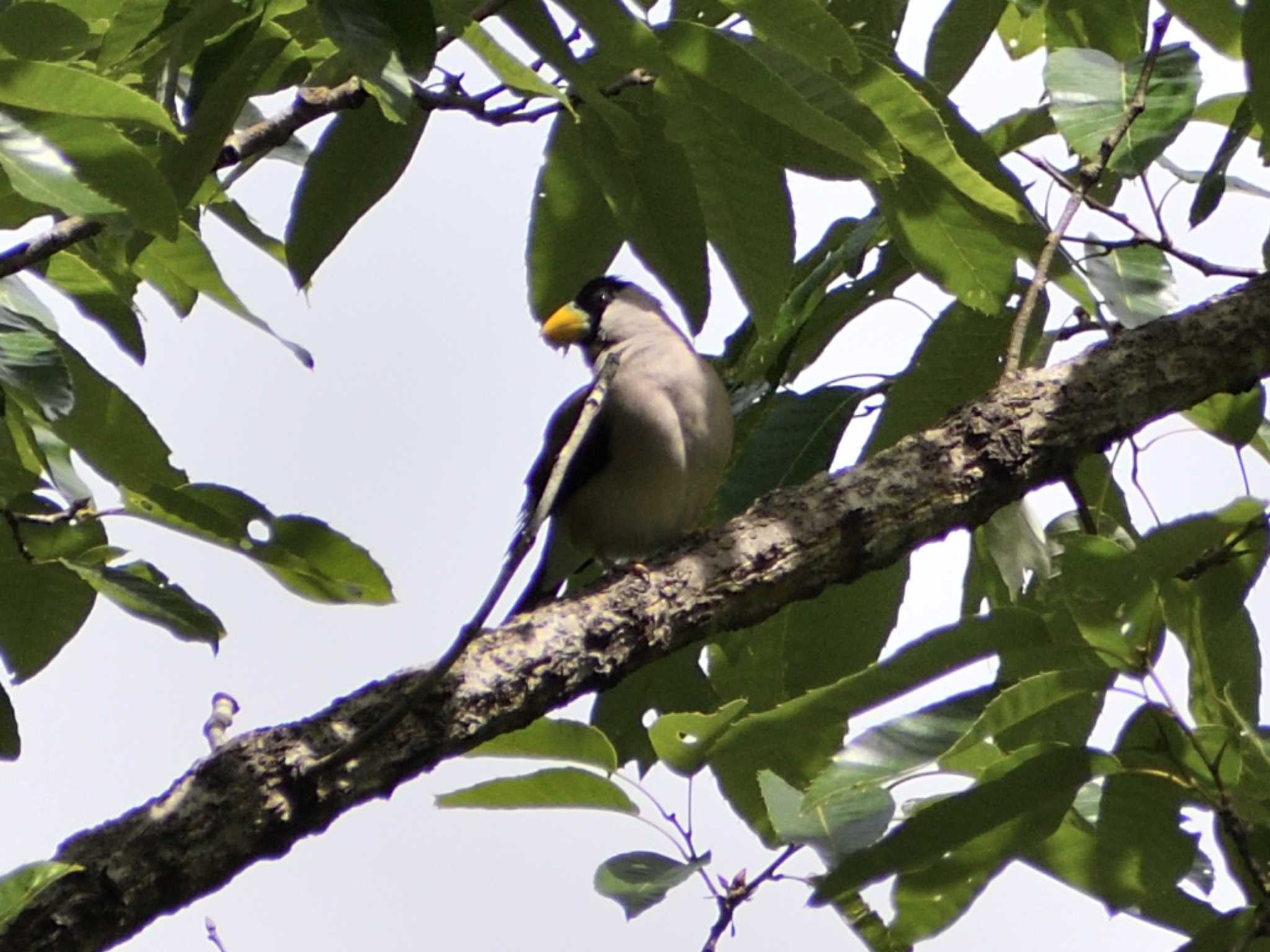 Japanese Grosbeak