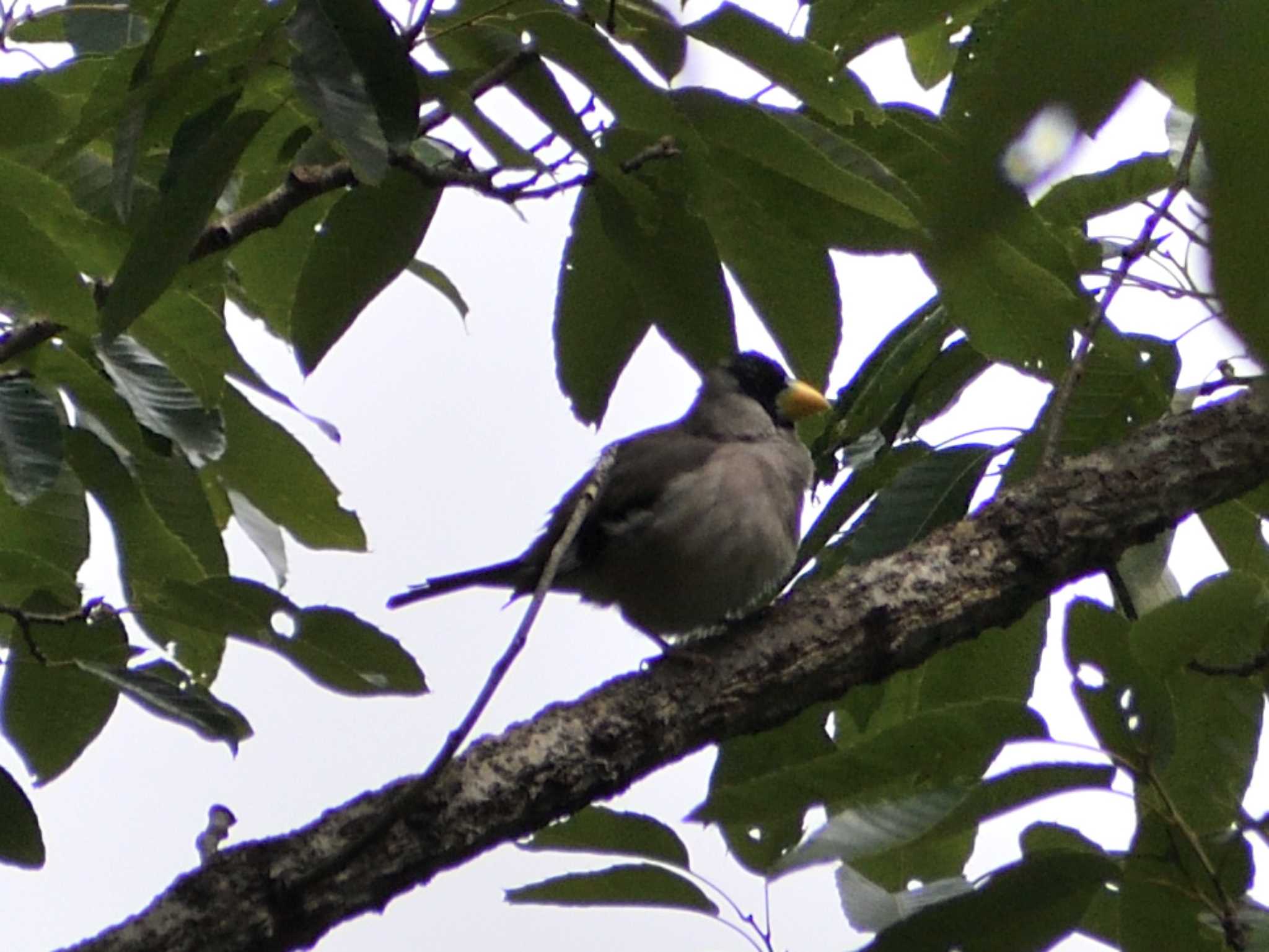 Japanese Grosbeak