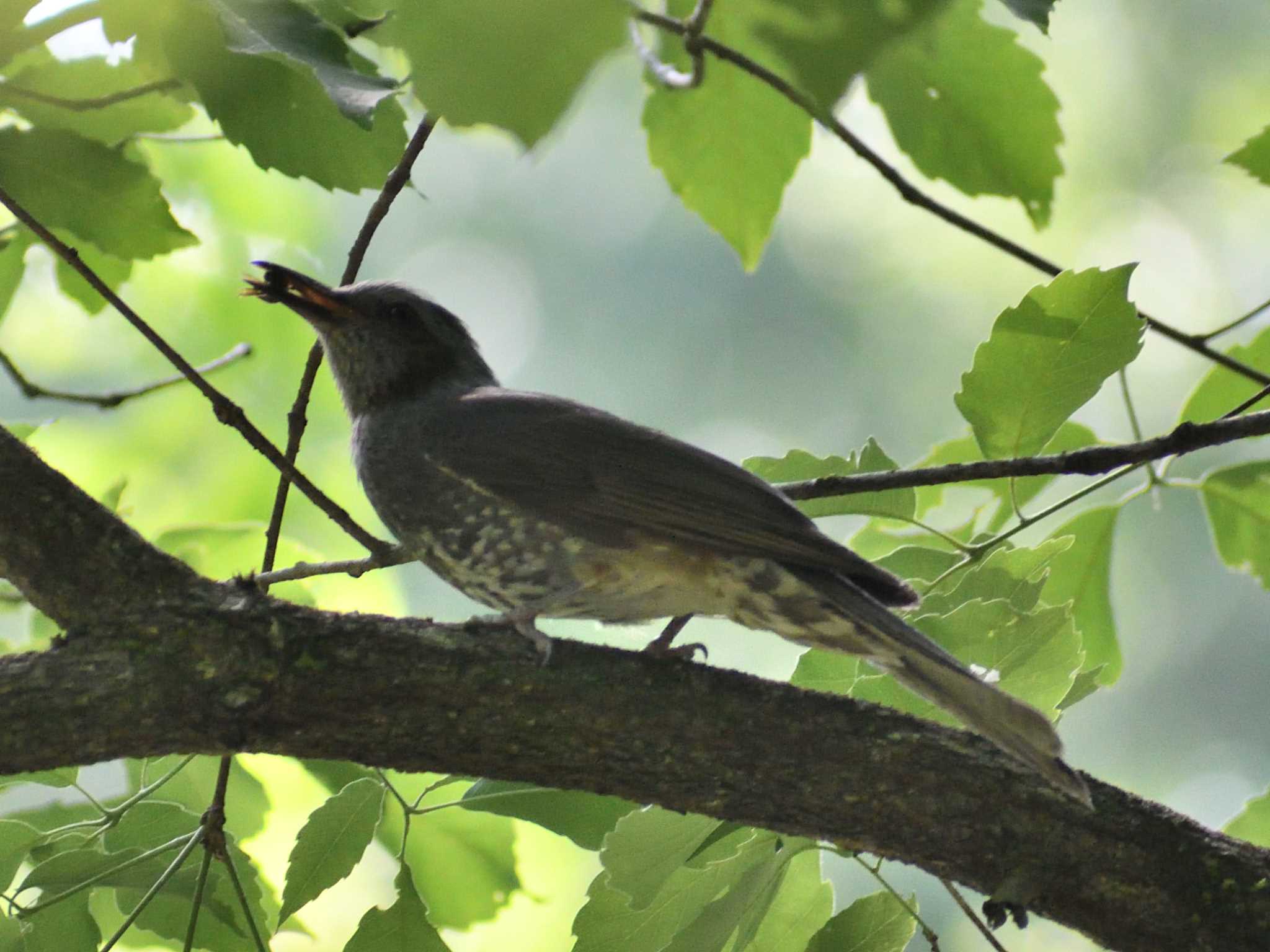 Brown-eared Bulbul