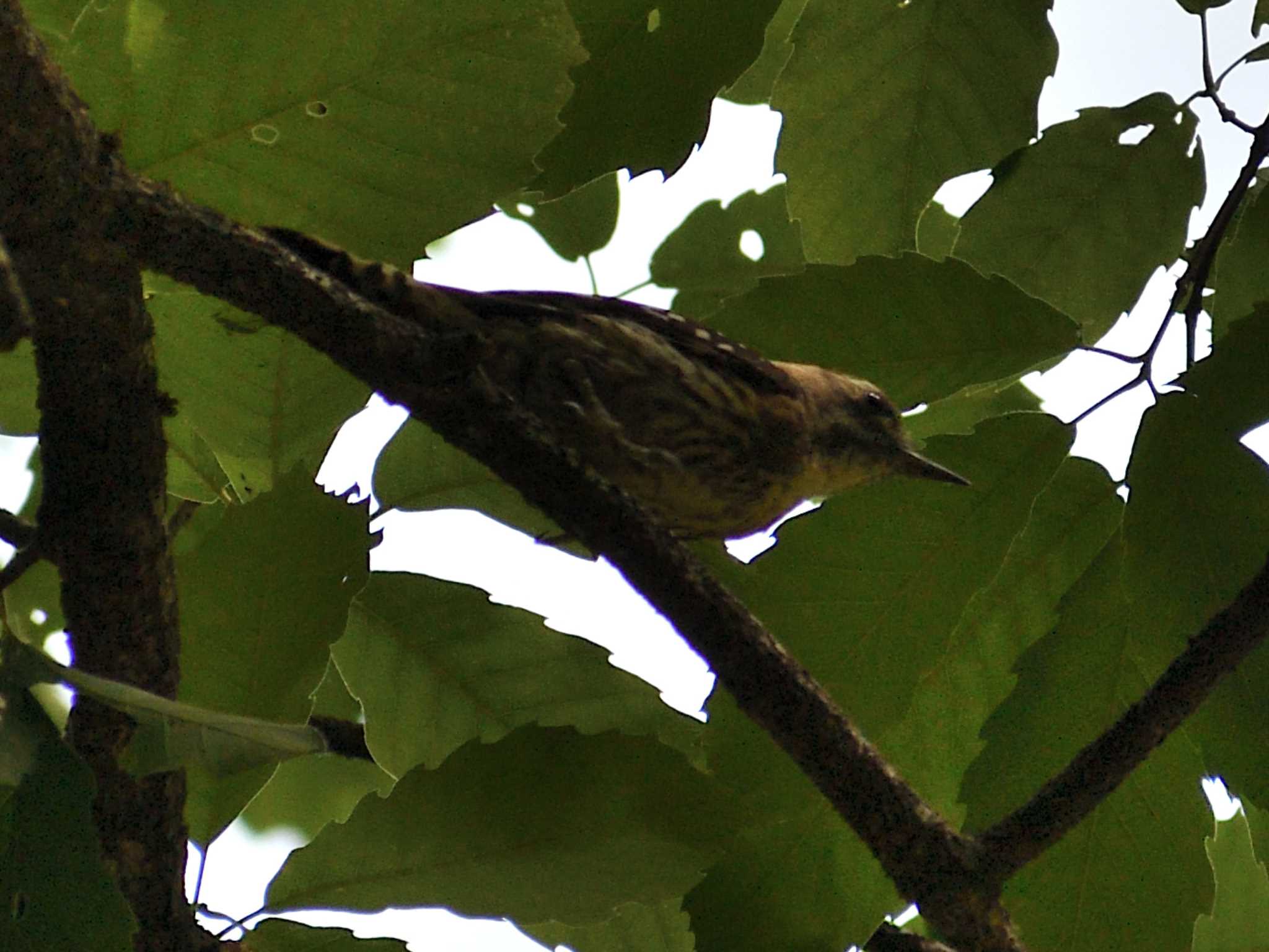 Japanese Pygmy Woodpecker