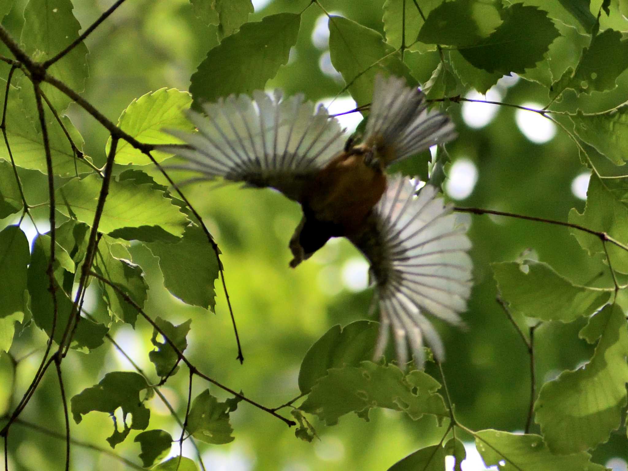 Brown-eared Bulbul