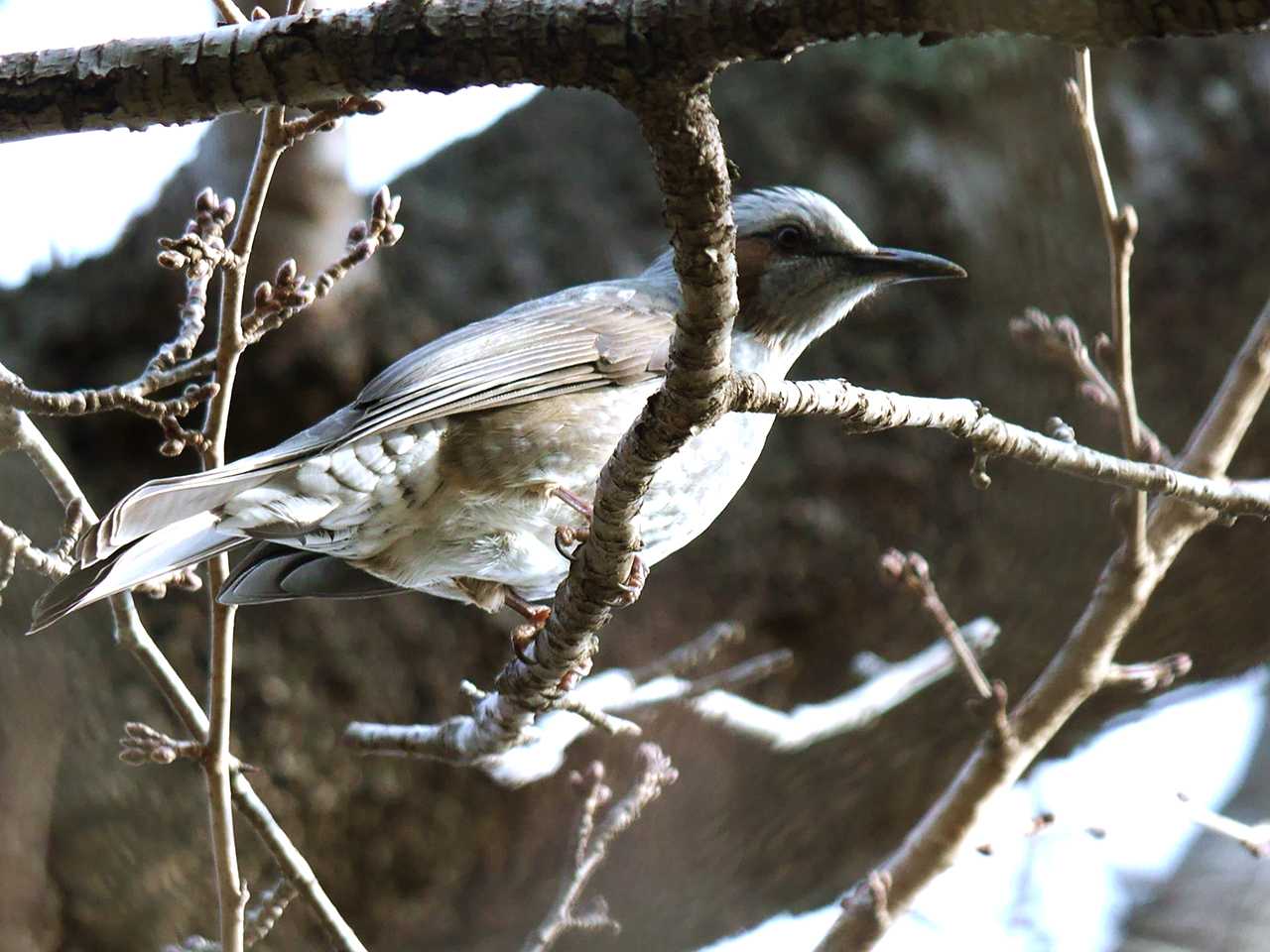 Photo of Brown-eared Bulbul at 宮城県仙台市・青葉山 by ごりぺん