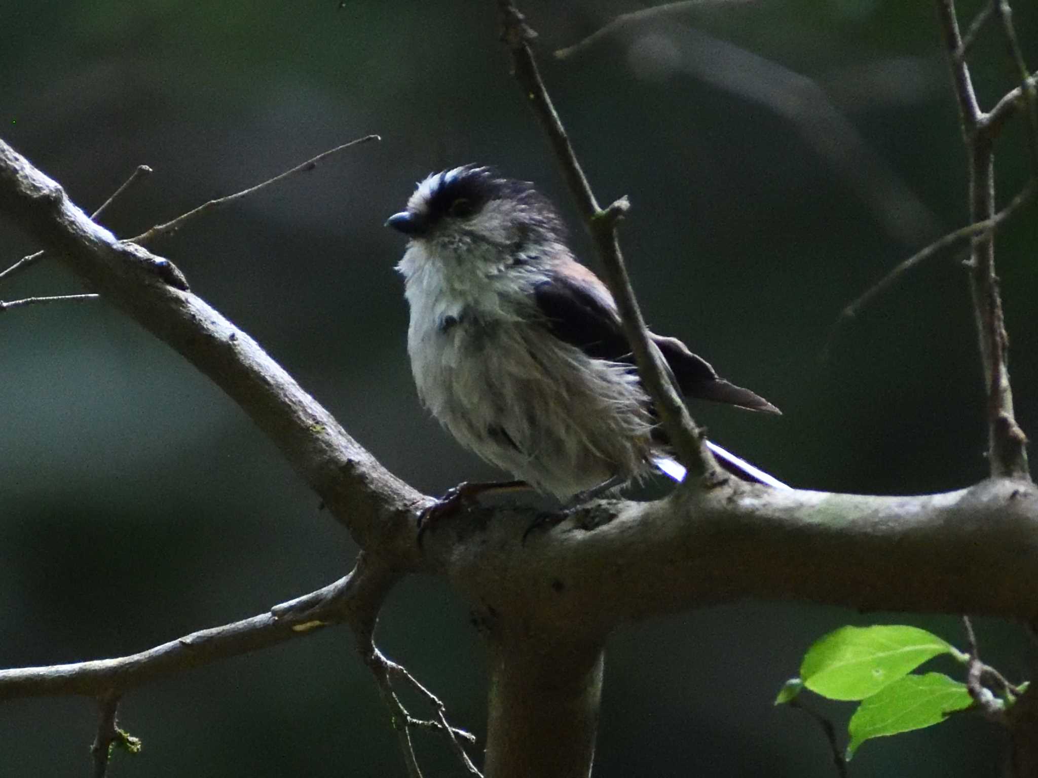 Long-tailed Tit