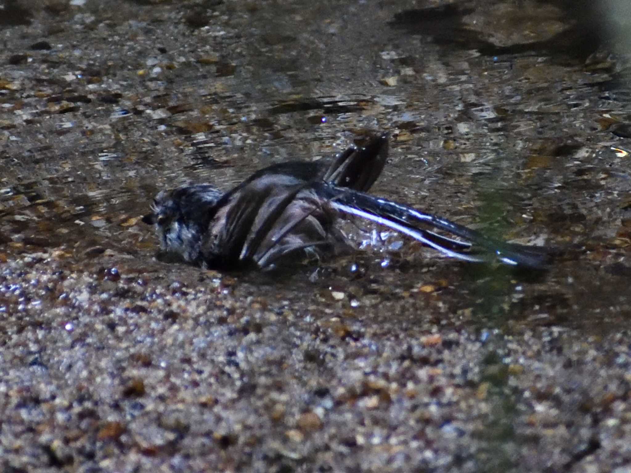 Long-tailed Tit