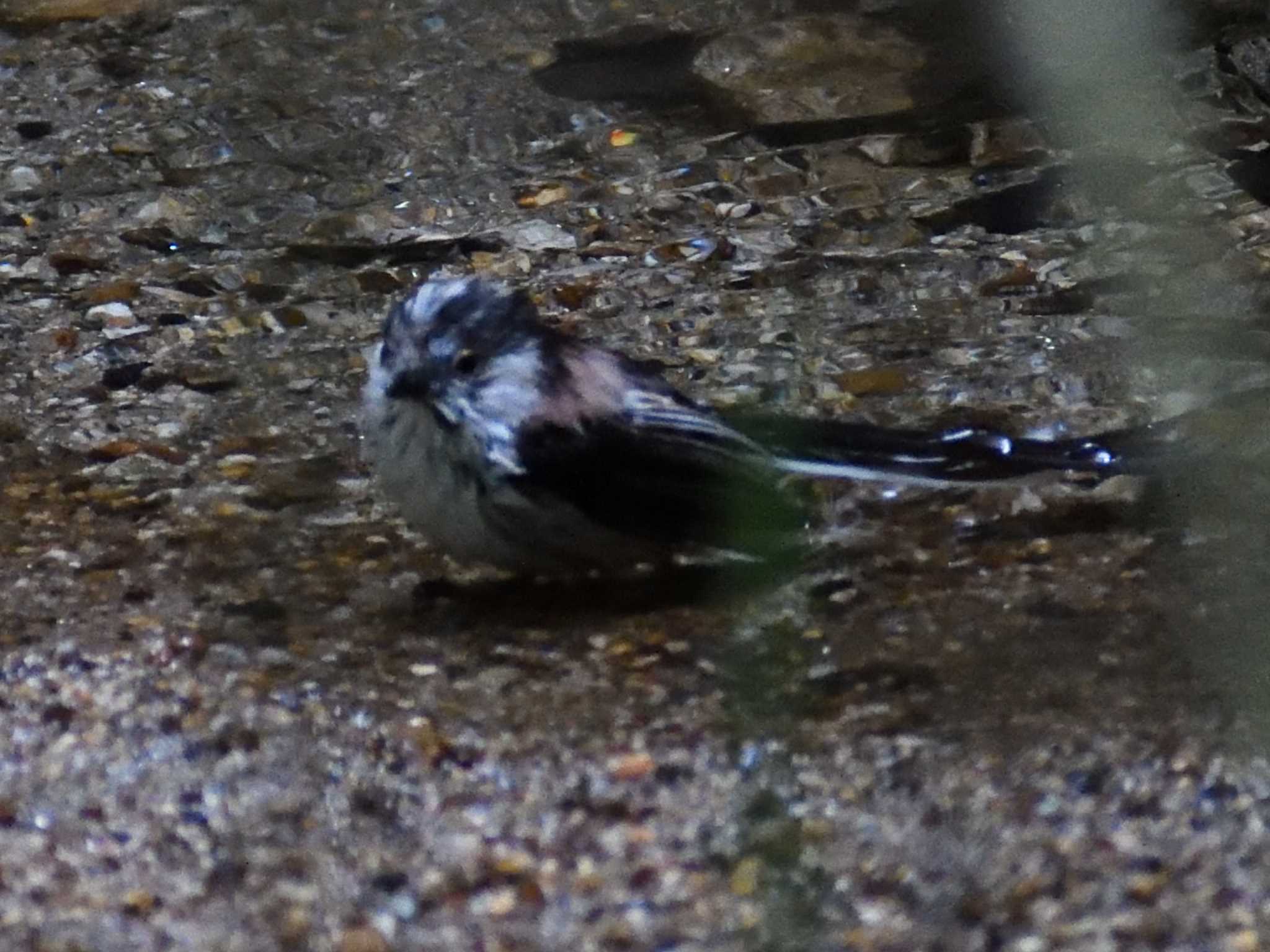 Long-tailed Tit