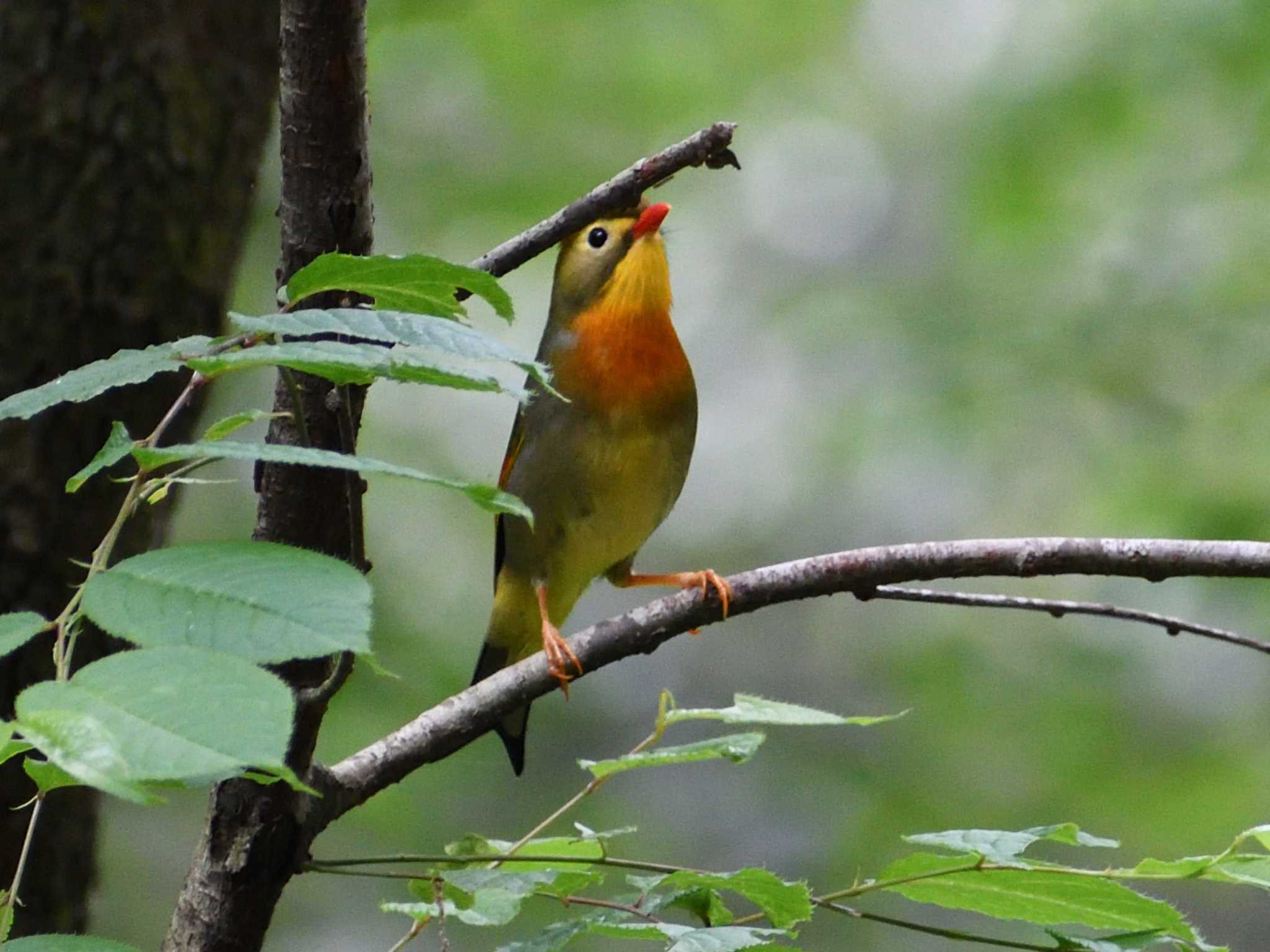 Red-billed Leiothrix