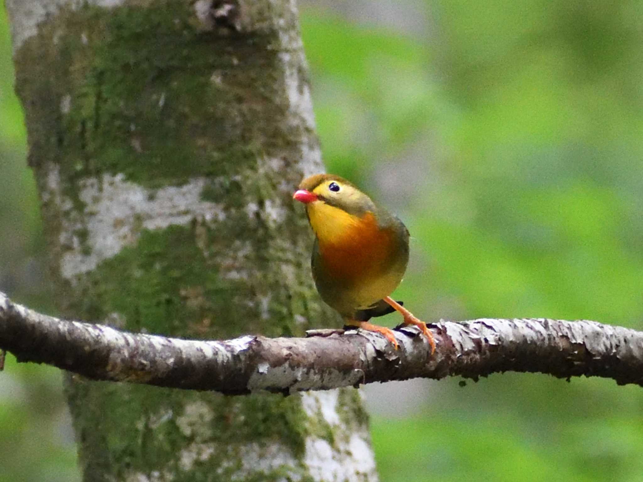 Red-billed Leiothrix