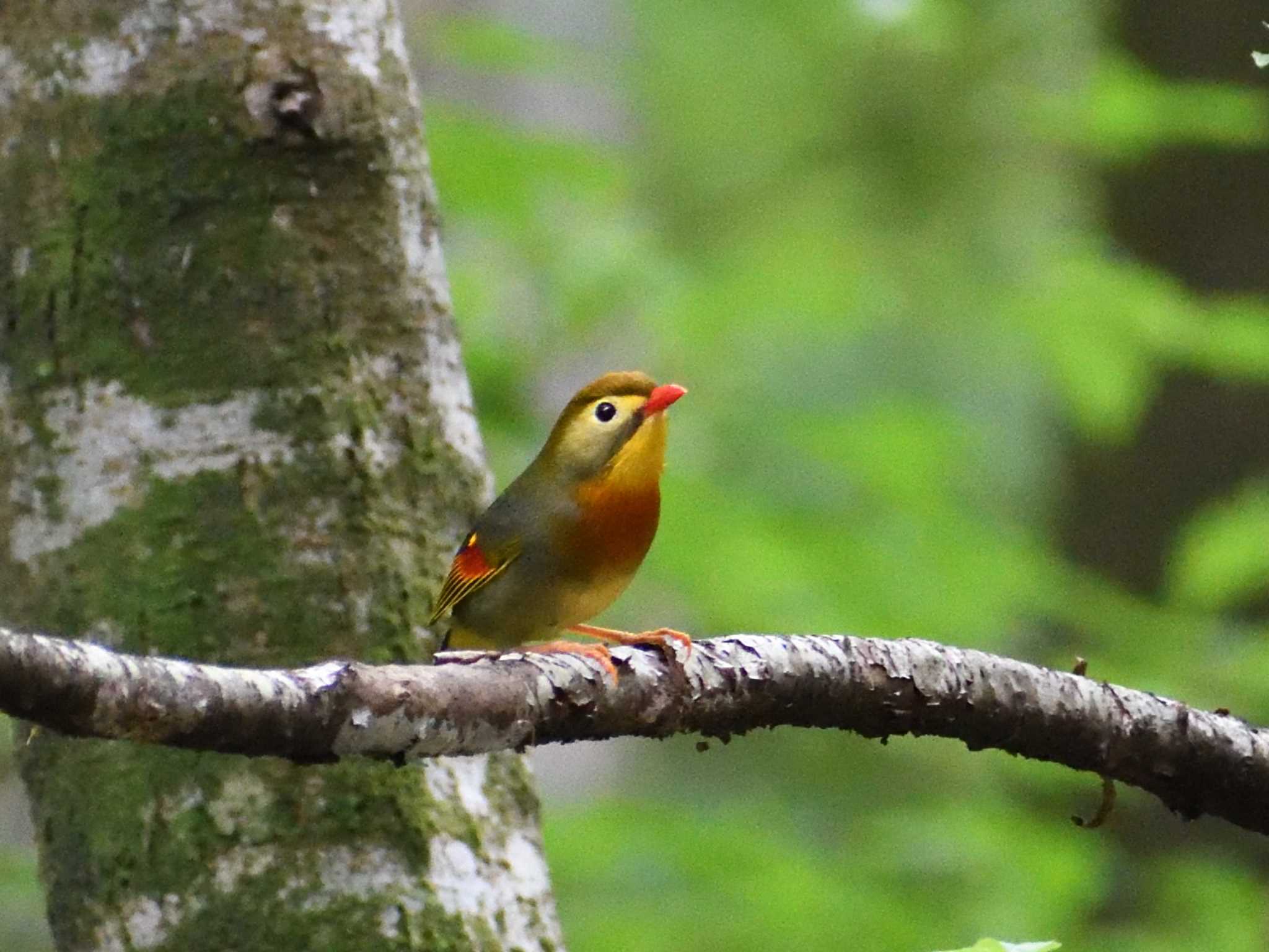 Red-billed Leiothrix