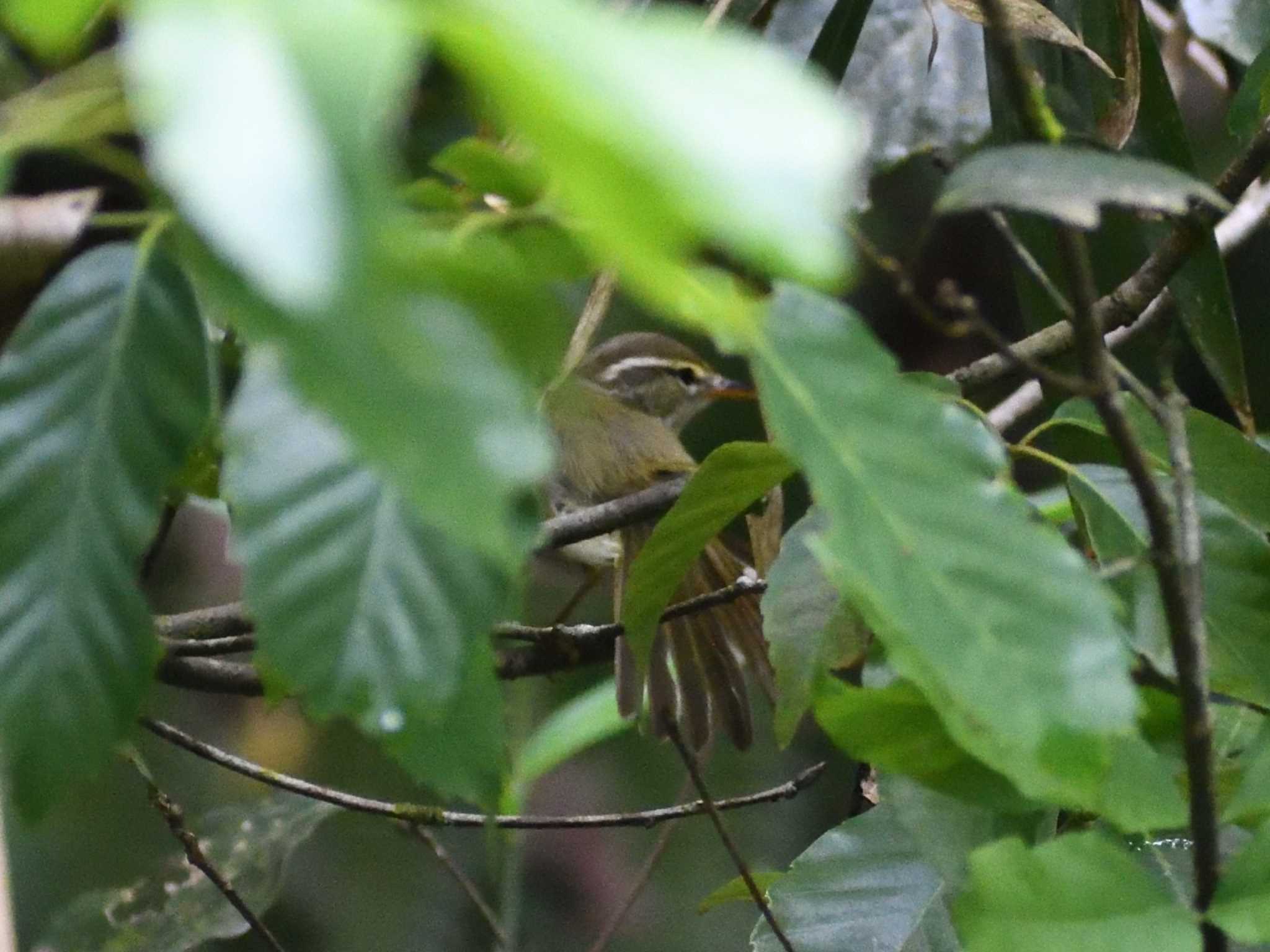 Eastern Crowned Warbler