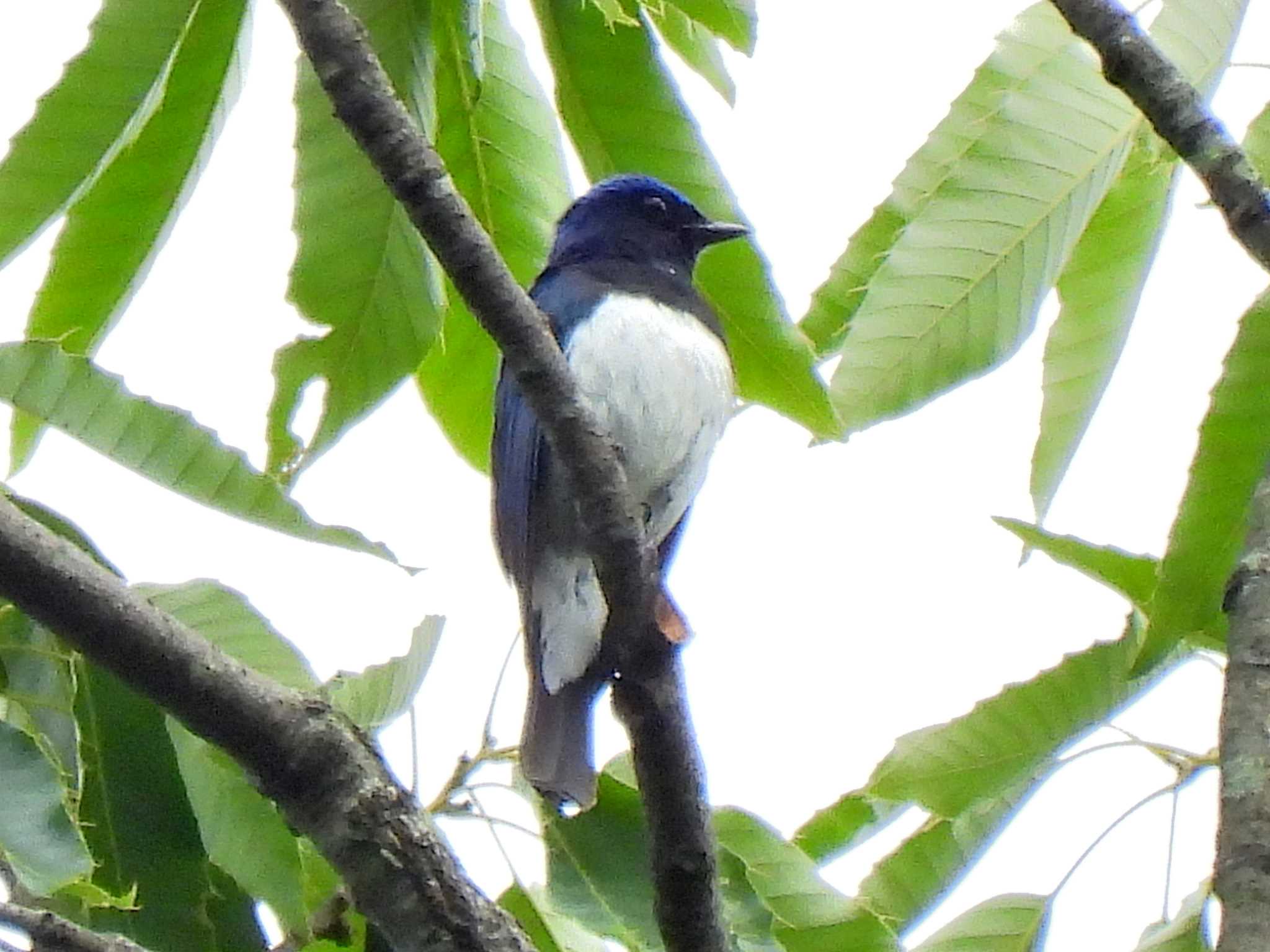 Blue-and-white Flycatcher