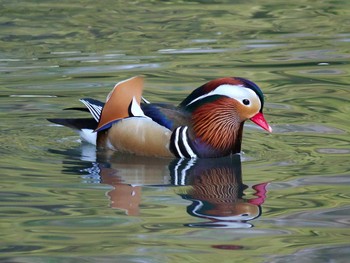 Mandarin Duck 宮城県仙台市・青葉山 Sun, 2/5/2017