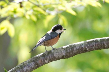 ヤマガラ 西湖野鳥の森公園 2014年5月17日(土)