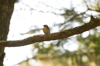 キビタキ 西湖野鳥の森公園 2014年5月17日(土)