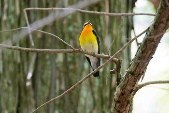 キビタキ 西湖野鳥の森公園 2014年5月17日(土)