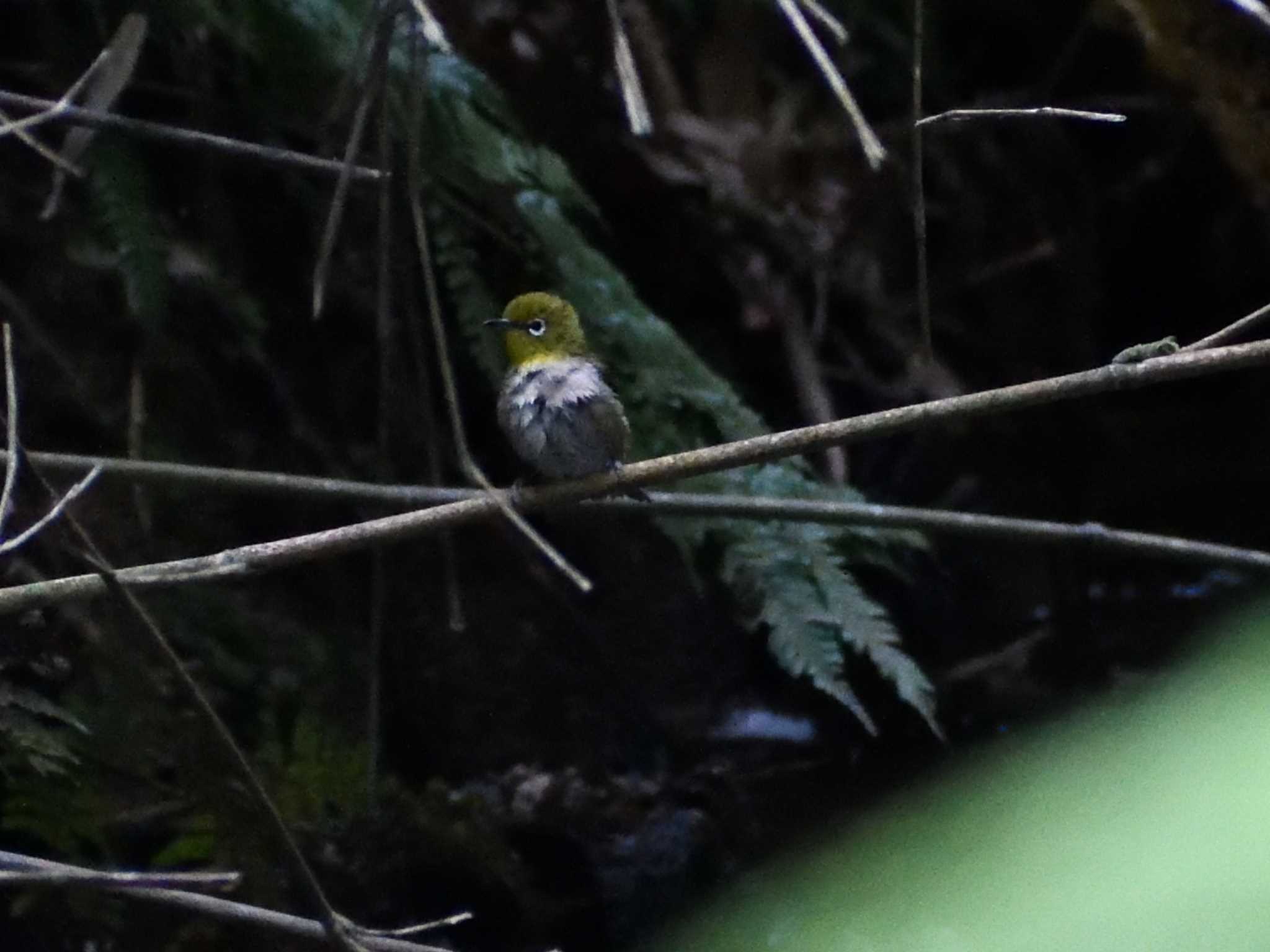 Warbling White-eye